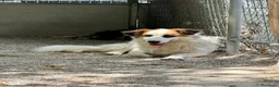 Meticcio cani in regalo: Sofia: amichevole e tranquilla, dolce con tutti  - Annuncio 10