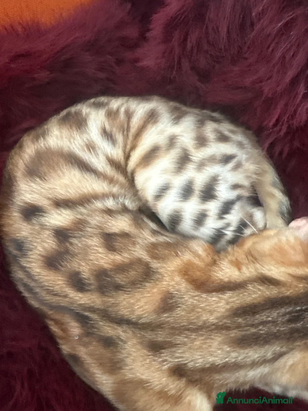 Bengala gatti per accoppiamento: Cerco gatto del bengala per accoppiamento a Provincia di Cosenza - Annuncio 2