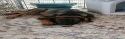 Meticcio cani in regalo: Fiorella, cucciola in canile - Annuncio 9
