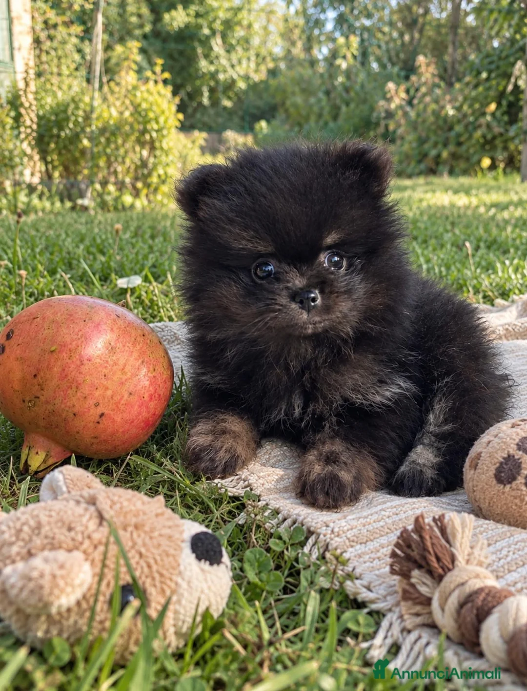Volpino Pomerania cani in vendita: Spitz nano di Pomerania  a Provincia di Fermo - Annuncio 2