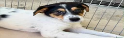 Meticcio cani in regalo: Bloom a Provincia di Forlì-Cesena - Annuncio 4