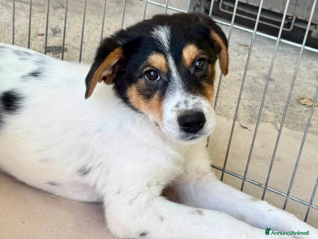 Meticcio cani in regalo: Bloom a Provincia di Forlì-Cesena - Annuncio 4