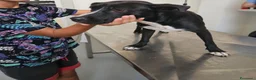 Meticcio cani in regalo: Gennarina: taglia contenuta, dolce e socievole  - Annuncio 4
