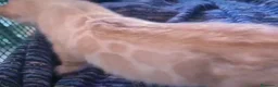 Bengala gatti in vendita: Meravigliosa gattina Bengala snow Lynx  - Annuncio 4
