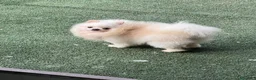 Spitz cani in vendita: Spitz di Pomerania  a Provincia di Lecco - Annuncio 1