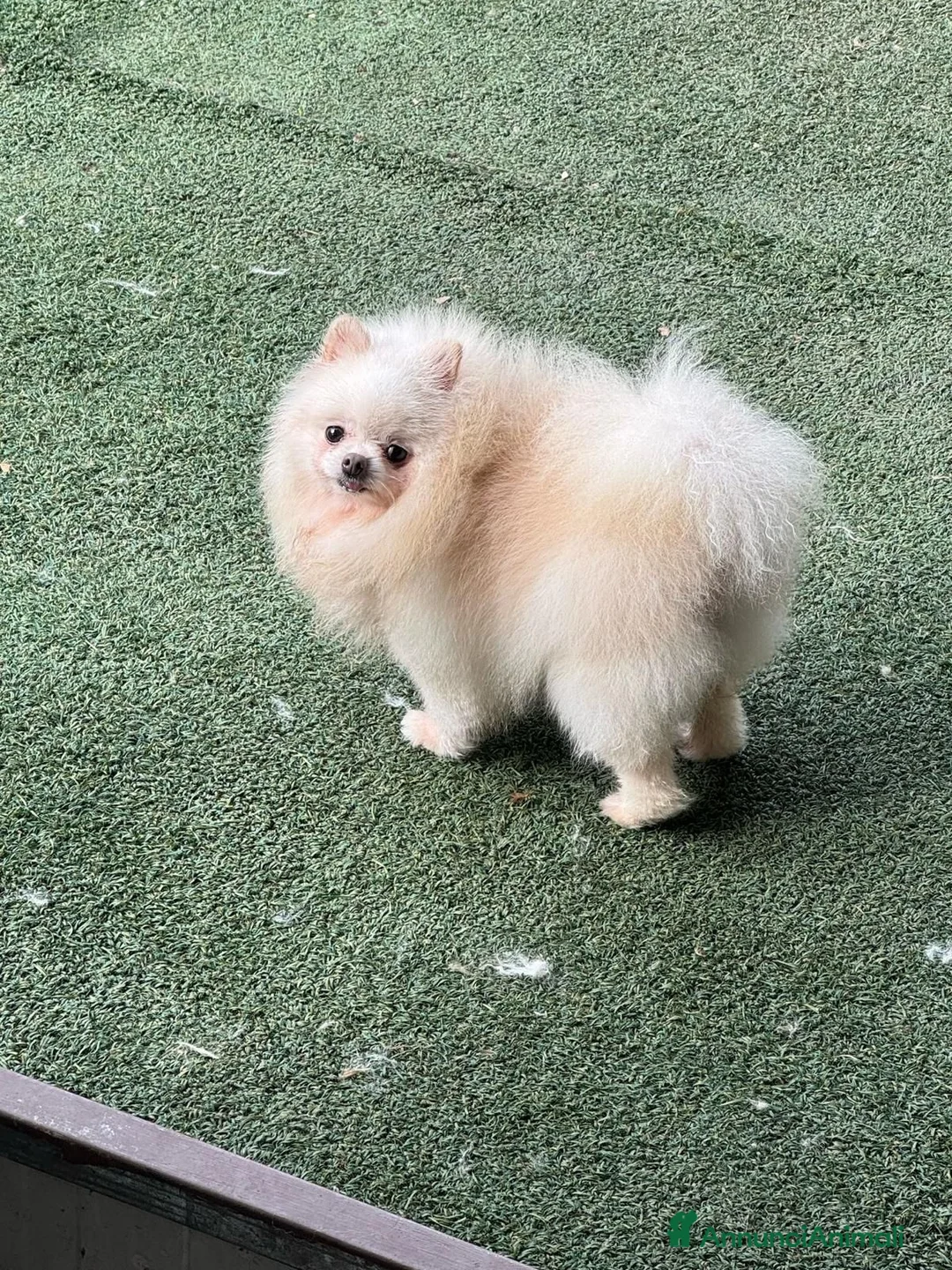 Spitz cani in vendita: Spitz di Pomerania  a Provincia di Lecco - Annuncio 1