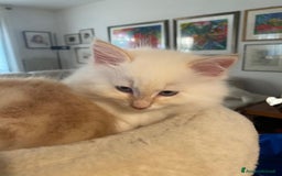 Siberiano gatti in vendita: Gatto siberiano anallergico con pedigree  a Ente di decentramento regionale di Udine - Immagine 5