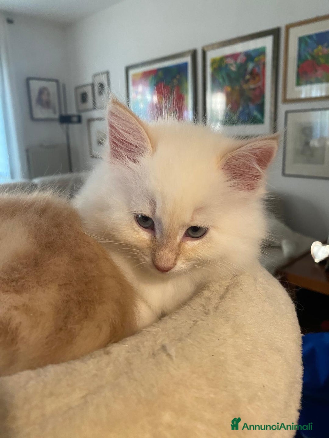 Siberiano gatti in vendita: Gatto siberiano anallergico con pedigree  a Ente di decentramento regionale di Udine - Immagine 5