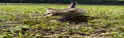 Meticcio gatti in regalo: Gattine femmine  - Annuncio 4