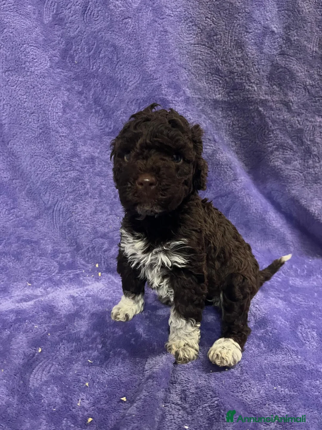 Lagotto cani in vendita: Cuccioli di Lagotto Romagnolo con Pedigree  - Annuncio 7