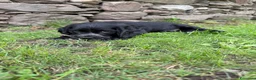 Cocker cani in vendita: Cuccioli di cocker  - Annuncio 7