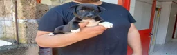 Meticcio cani in regalo: LO SPLENDIDO ABRAMO CERCA LA SUA CASA - Annuncio 2