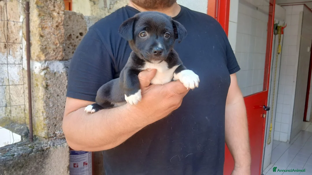 Meticcio cani in regalo: LO SPLENDIDO ABRAMO CERCA LA SUA CASA - Annuncio 2