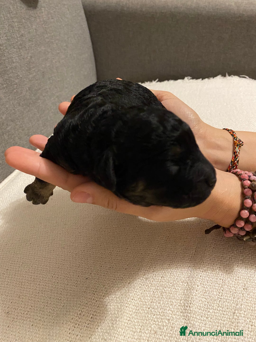 Barboncino cani in vendita: Cuccioli di barboncino  - Annuncio 8