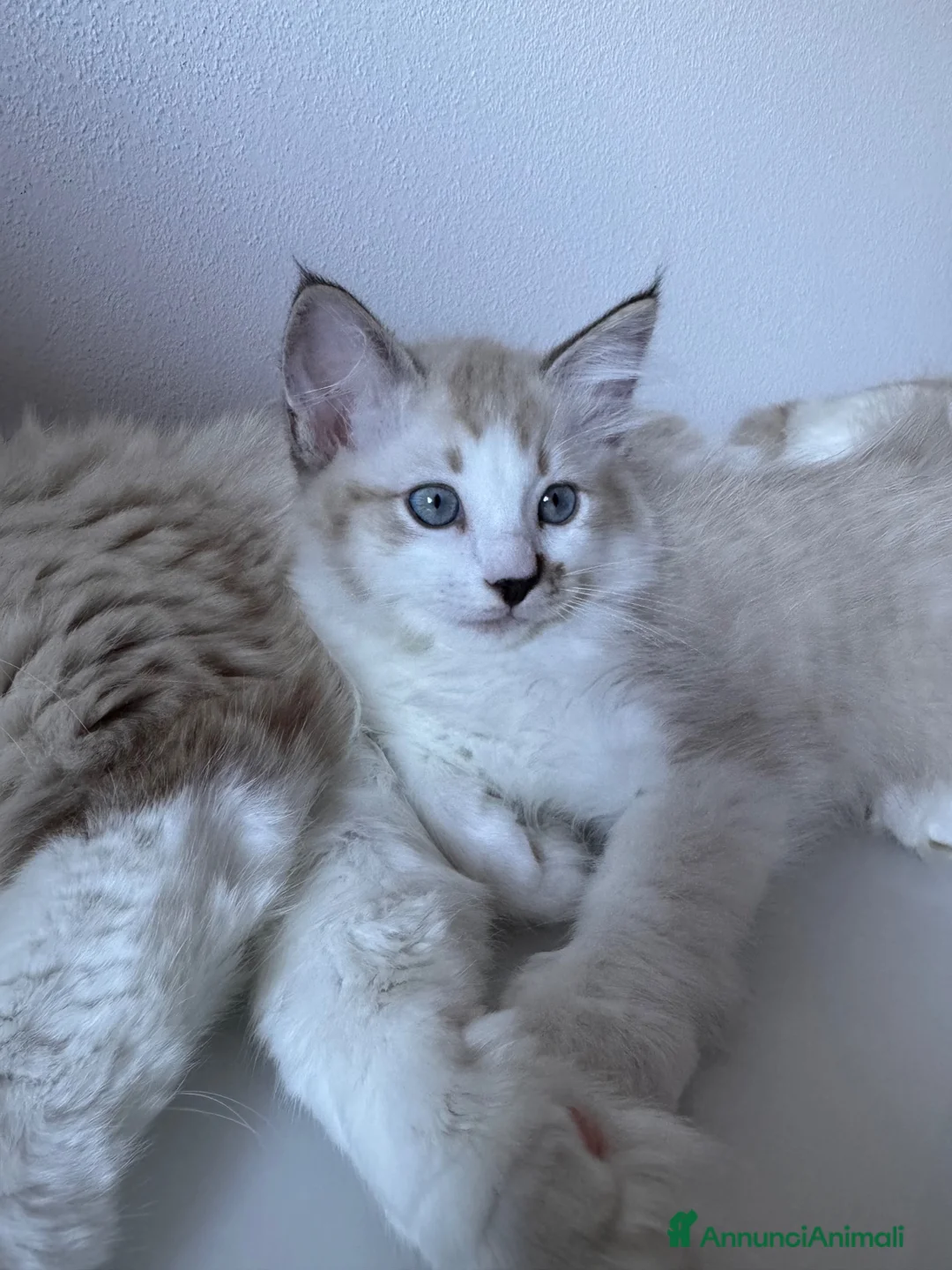 Ragdoll gatti in vendita: Cuccioli Ragdoll Udine - Annuncio 2