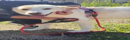 Meticcio cani in regalo: Esterina a Provincia di Bergamo - Annuncio 3