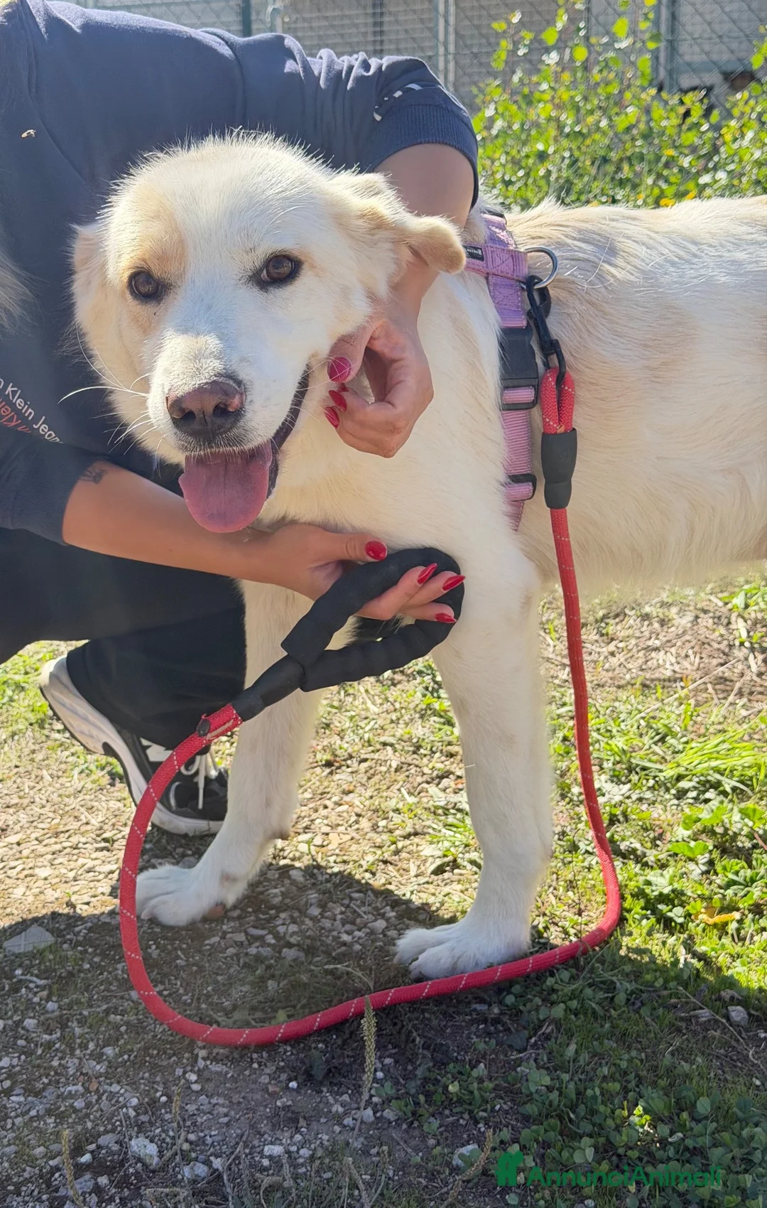 Meticcio cani in regalo: Esterina a Provincia di Bergamo - Annuncio 3