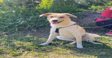 Meticcio cani a Provincia di Como - Annuncio 10