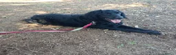 Meticcio cani in regalo: COCO mix SETTER cerca casa - in adozione - Annuncio 4