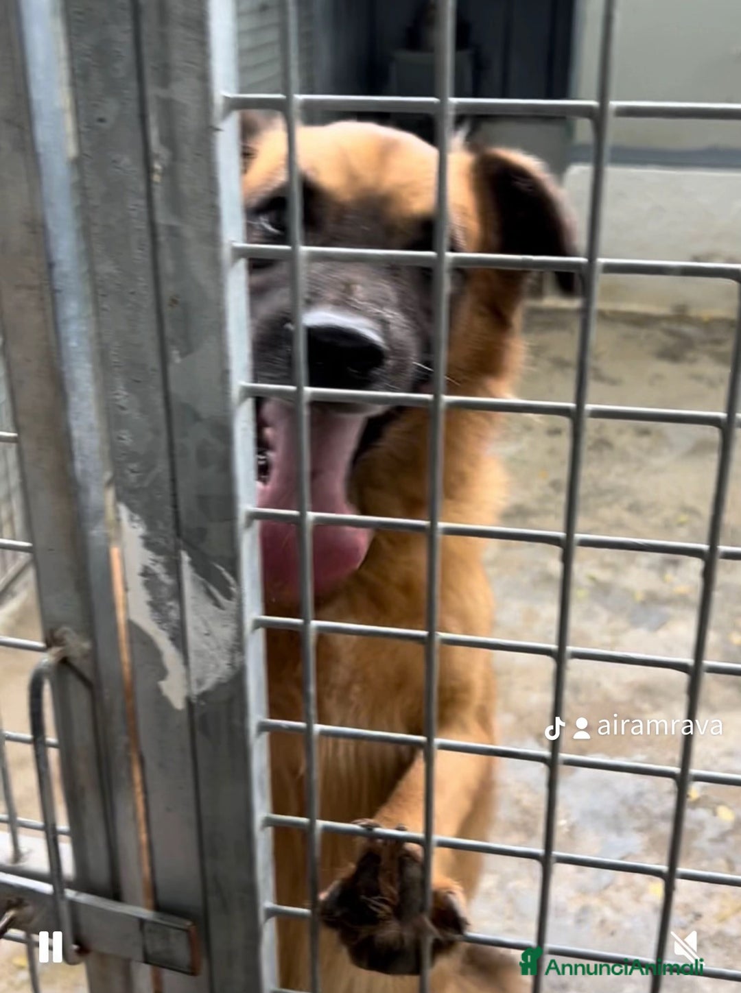 Meticcio cani in regalo: Axel cerca una famiglia  - Annuncio 3