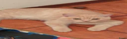 Scottish gatti in vendita: Schottish Paul  - Annuncio 5