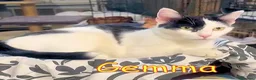 Europeo gatti in regalo: GEMMA DOCLSISSIMA GATTINA a Città metropolitana di Milano - Annuncio 4