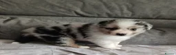 Australian Shepherd cani in vendita: Pastori Australiani - Annuncio 2