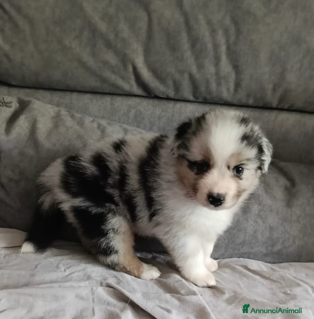 Australian Shepherd cani in vendita: Pastori Australiani - Annuncio 2
