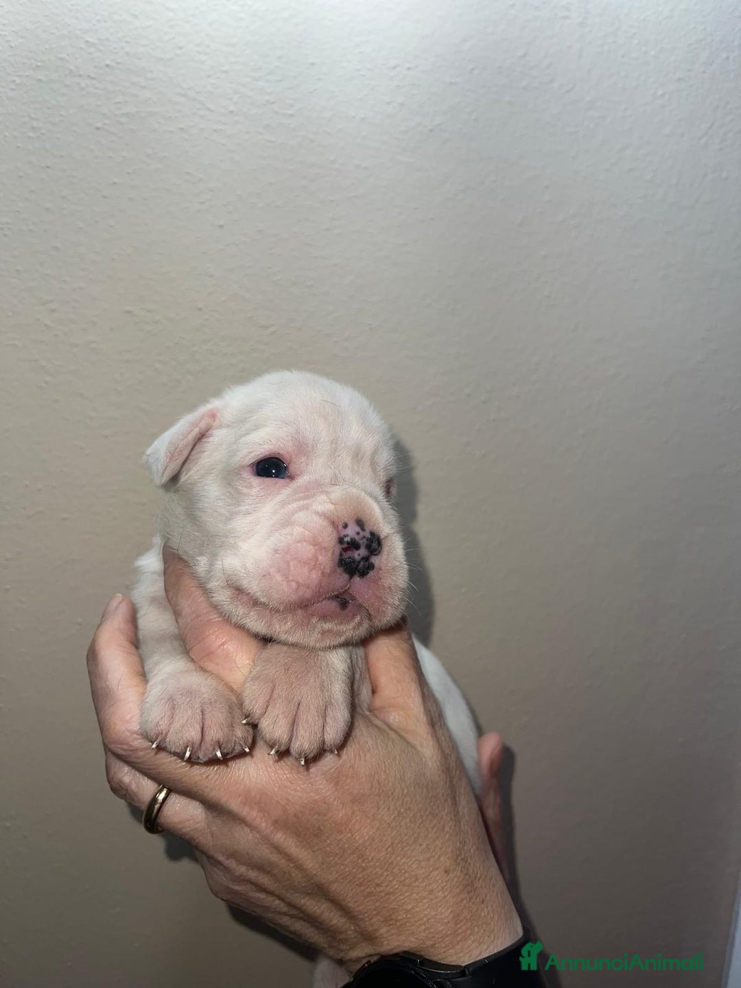 Boxer cani in vendita: Boxer - Annuncio 5