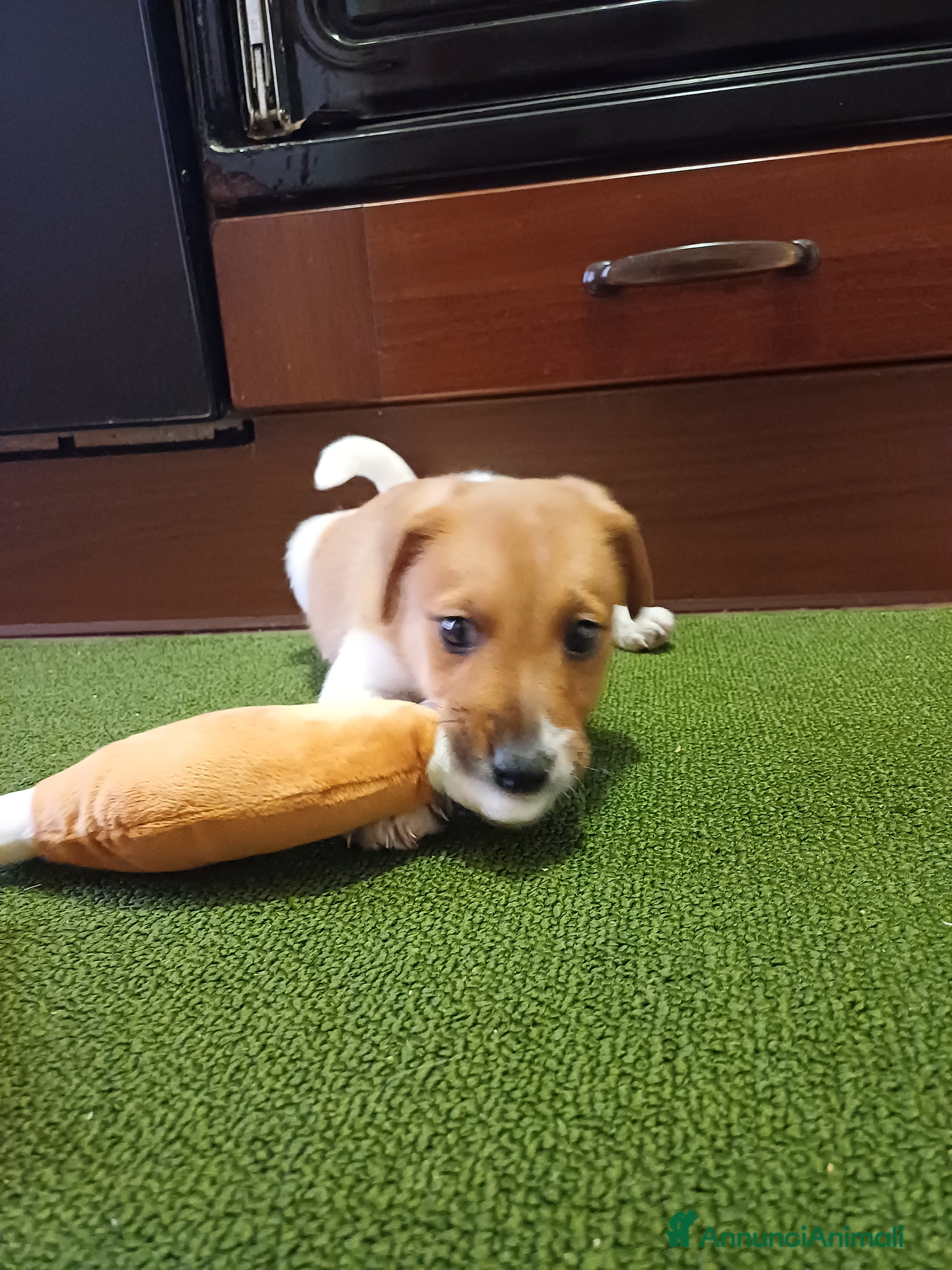 Jack Russell cani Piccolo dolce cucciolo - Annuncio 1