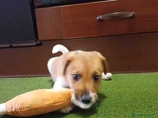 Jack Russell cani Piccolo dolce cucciolo - Annuncio 1