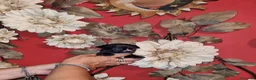 Chihuahua cani in vendita: Cuccioli di chihuahua tea cup - Annuncio 3