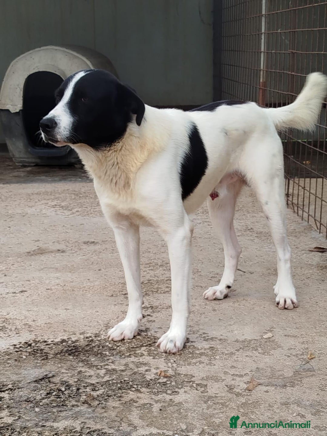 Meticcio cani in regalo: Paco 2 anni cerca casa - da cucciolo in canile :( a Provincia di Latina - Annuncio 5