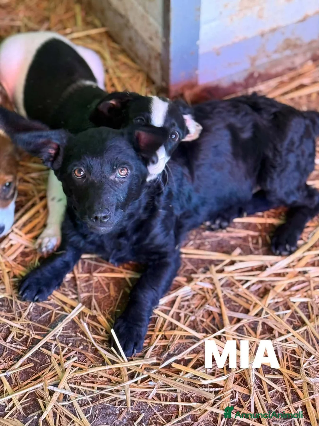 Meticcio cani in regalo: MIA, cucciola di TG MEDIO-PICCOLA super peperina! - Annuncio 8