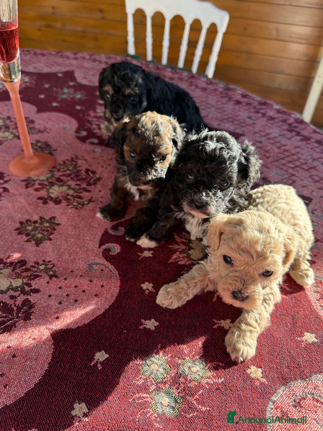 Barboncino Toy cani in vendita: Barboncini toy  - Annuncio 1