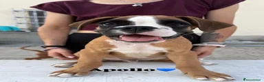 Apollo