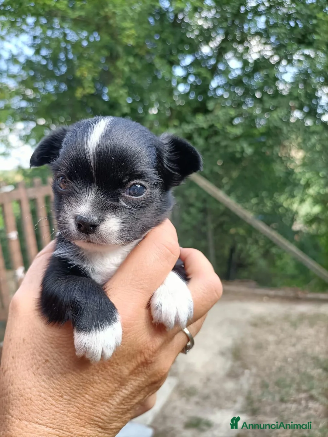 Chihuahua cani in vendita: SIMIL CHIHUAHUA - Annuncio 2