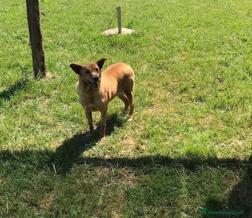 Meticcio cani SCARY volpina bionda merita una famiglia a Provincia di Latina - Annuncio 2