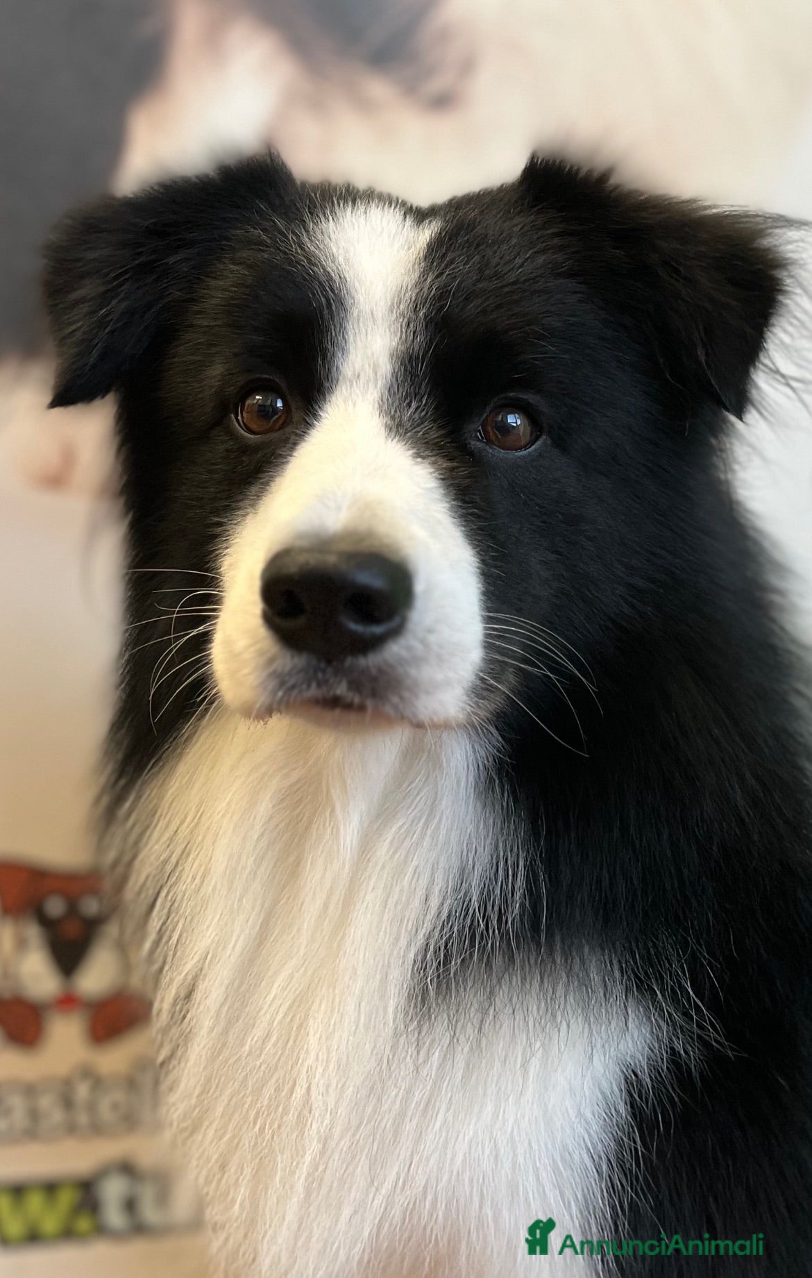 Border Collie cani Border Collie disponibile x accoppiamento - Annuncio 4