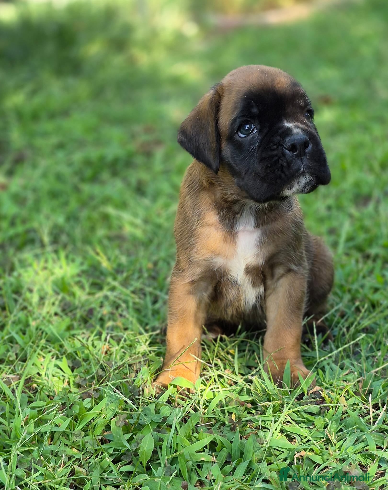 Boxer cani Boxer cucciolo - Annuncio 1