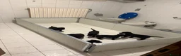Meticcio cani in vendita: Cuccioli Meticci a Provincia di Mantova - Annuncio 2