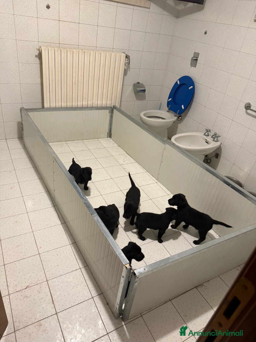 Meticcio cani in vendita: Cuccioli Meticci a Provincia di Mantova - Annuncio 2