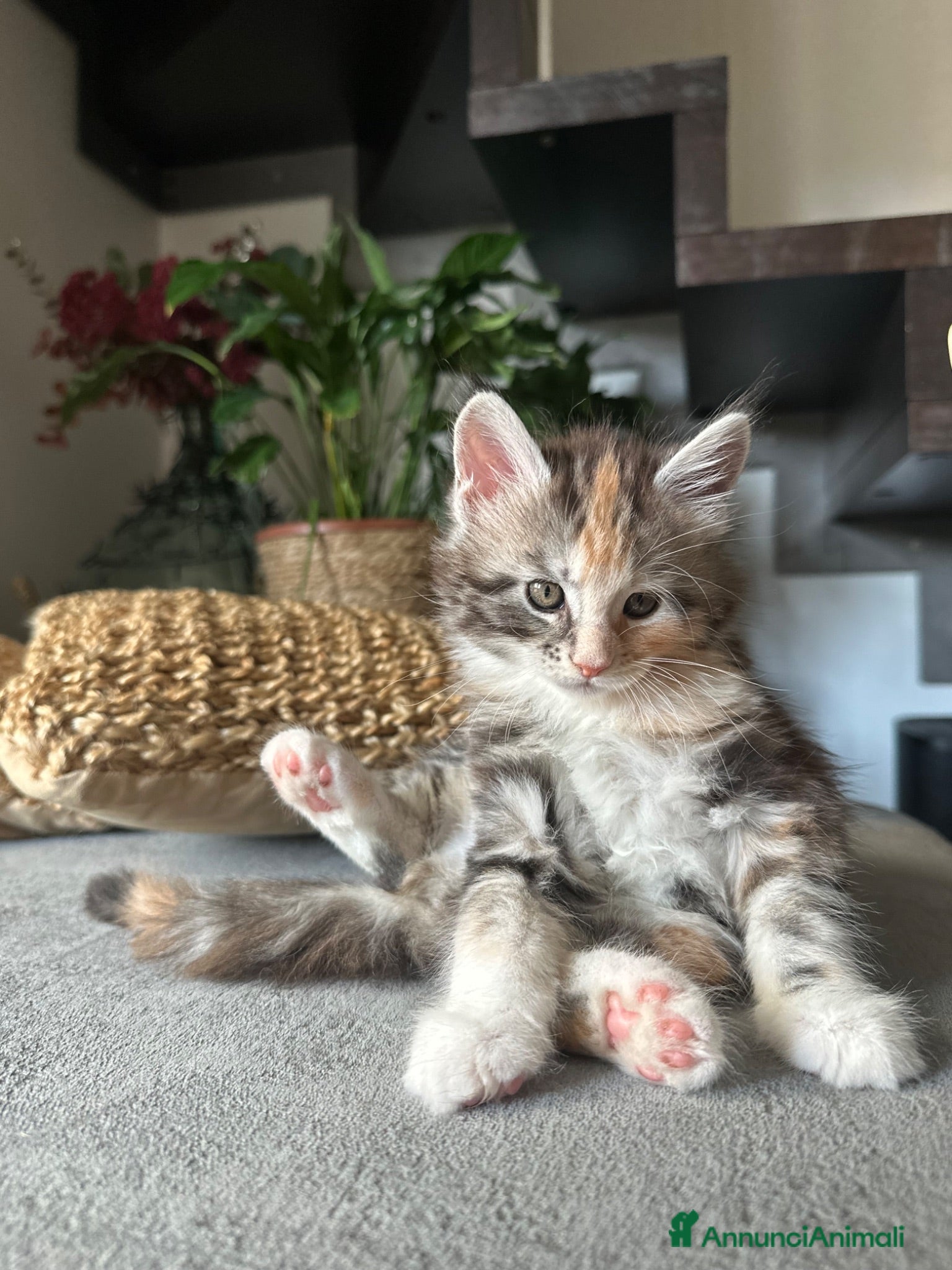 Maine Coon gatti Vendita cuccioli Maine Coon con pedigree ANFI - Annuncio 1