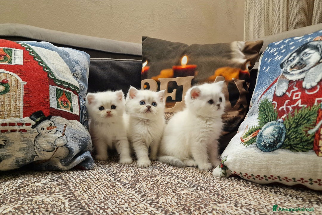 British gatti in vendita: British shorthair e longhair  a Provincia di Monza e della Brianza - Annuncio 7