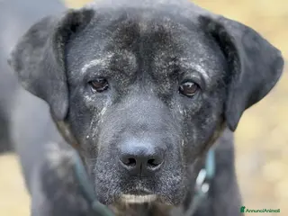 Meticcio cani HERCULES, molosso dalla bontà unica! - Annuncio 31