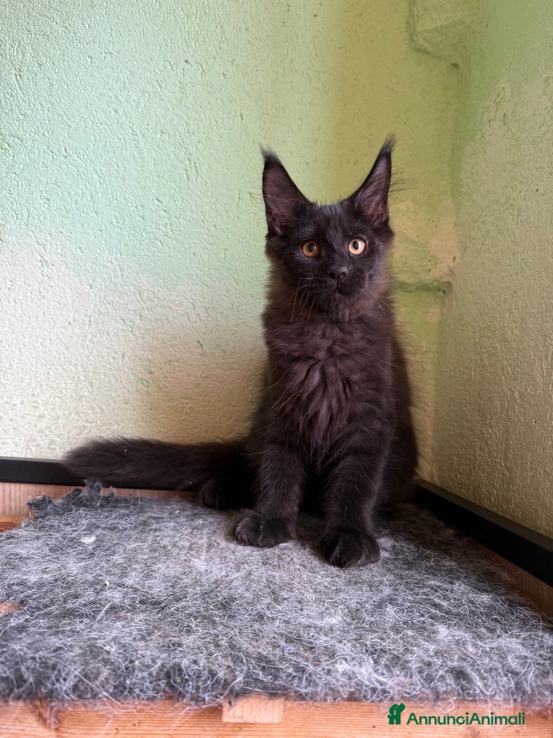 Maine Coon gatti in vendita: Maine coon  a Città metropolitana di Milano - Immagine 2