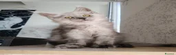 Maine Coon gatti in vendita: Cucciola Maine Coon Black smoke  - Annuncio 8