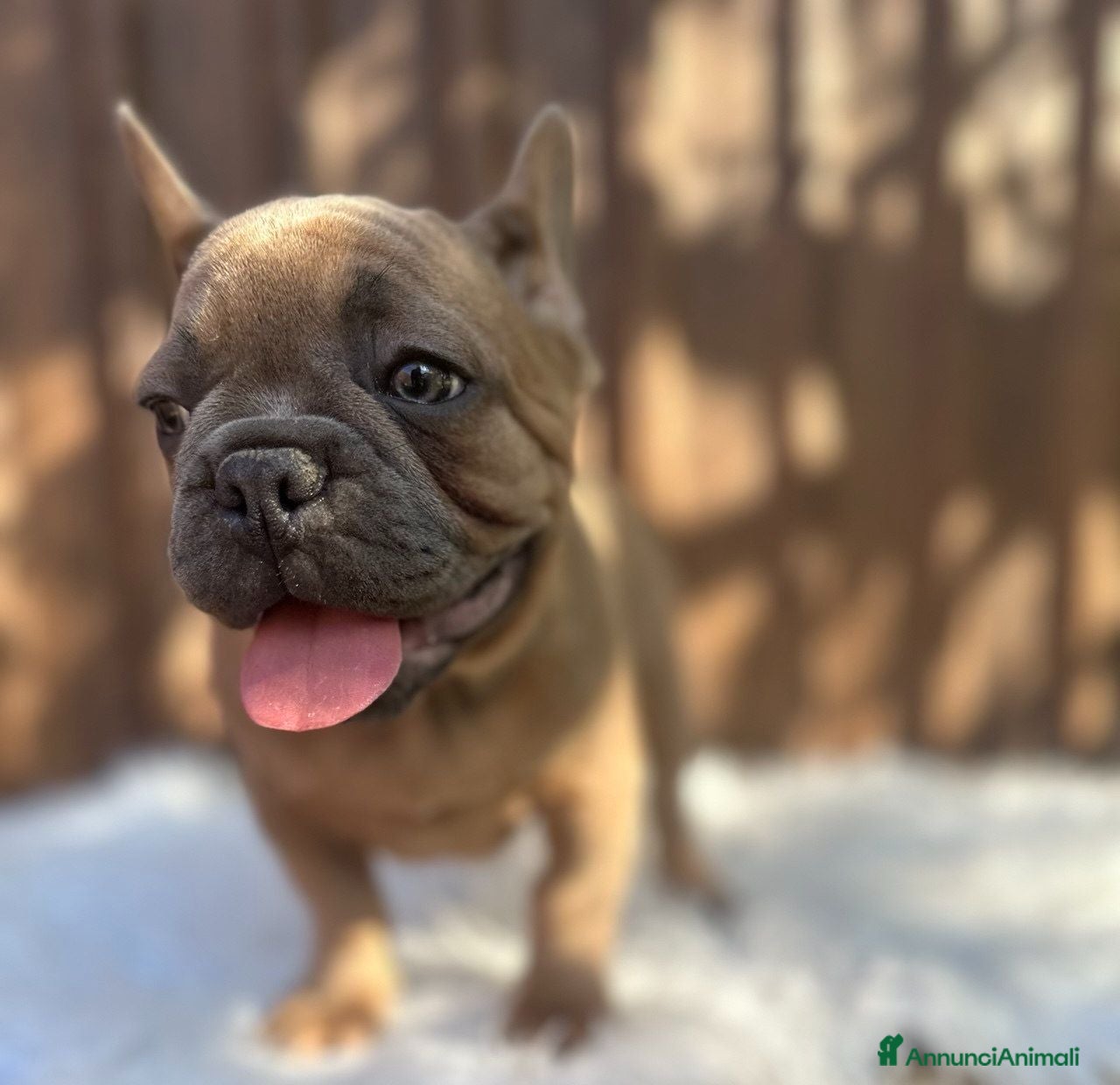 Bulldog Francese cani Bulldog francese lillac and tan - Annuncio 32