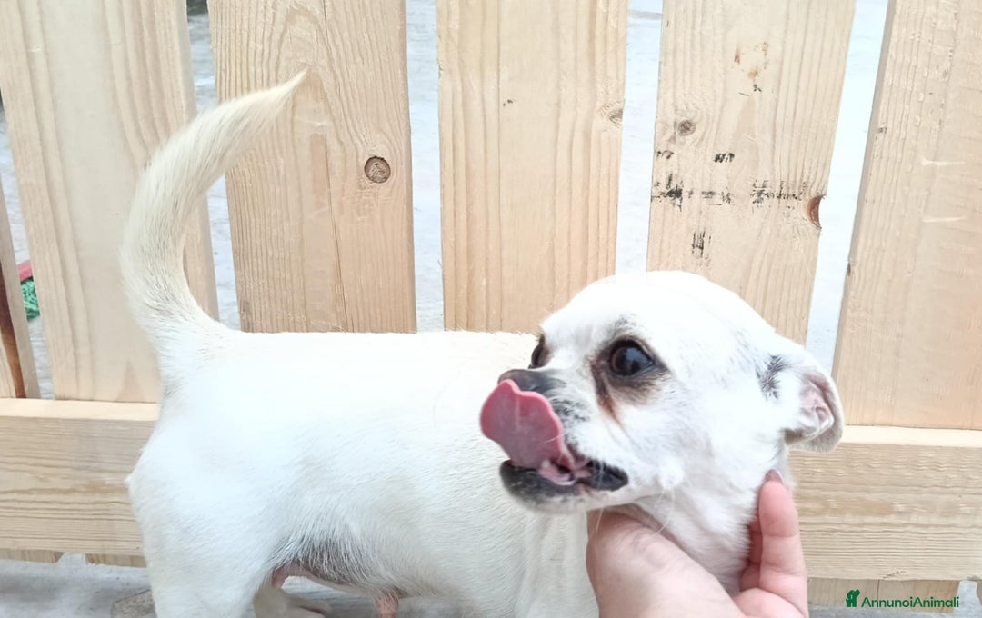 Chihuahua cani in vendita: Cuccioli di chihuahua  - Annuncio 1