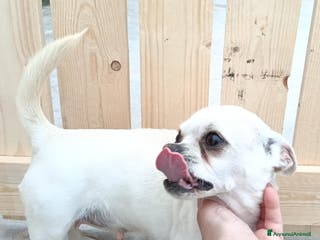 Chihuahua cani Cuccioli di chihuahua - Annuncio 18